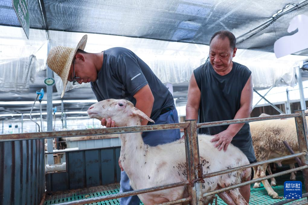 ag真人国际“湖羊之乡”共享牧场助农增收